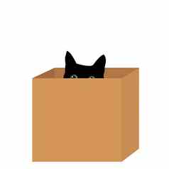 黑色的猫盒子