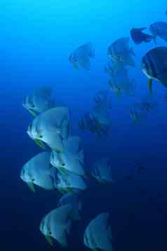 珊瑚生活水下潜水Safari加勒比海
