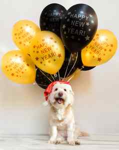 宠物一年帽充气球气球快乐一年快乐圣诞节问候卡一年黄色的狗彩色的气球