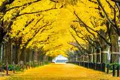 行黄色的银杏树秋天秋天公园东京日本