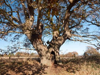 有趣的秋天橡木树洞底树干