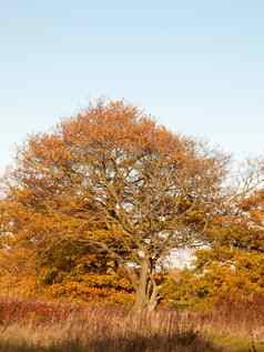 黄色的秋天树叶子背景纹理分支机构树干