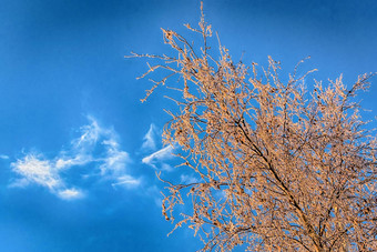 树覆盖雪天空背景