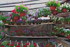 丰富盛开的植物显示花商店