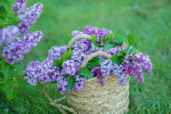 淡紫色花女人手淡紫色开花淡紫色布什布鲁姆淡紫色花花园软焦点