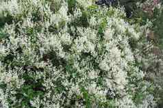 攀爬植物丰富盛开的白色花