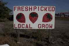 新鲜的选当地的种植草莓标志