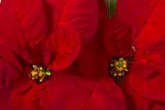 美丽的一品红大戟科pulcherrima花