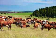 群乳制品牛牧场