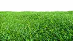 草背景新鲜的绿色字段孤立的