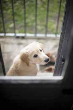 肖像金寻回犬小狗首页