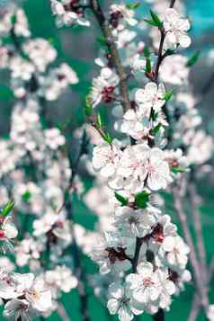 年轻的春天樱桃开花花特写镜头色彩鲜艳的模糊