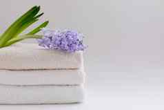 米色白色浴毛巾白色背景新鲜的紫罗兰色的风信子孤立的