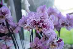 紫罗兰色的兰花花园丽丝荷兰欧洲