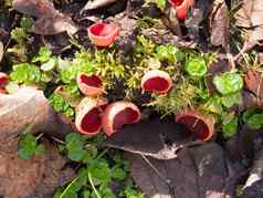 日益增长的大红色的朱红色精灵杯森林莫斯潮湿的地板上小家
