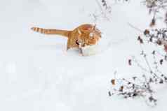 减少红白猫玩白色雪表面