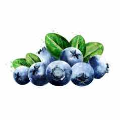 蓝莓白色背景水彩插图
