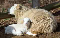 羊羊肉复活节象征