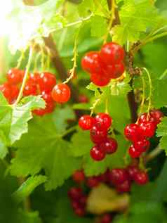 红色的醋栗浆果分支夏天花园成熟作物