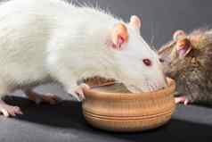 动物白色老鼠吃