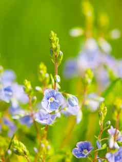 自然细节小蓝紫色相比小花朵绿色散景背景阳光明媚的春天一天主题浅深度场