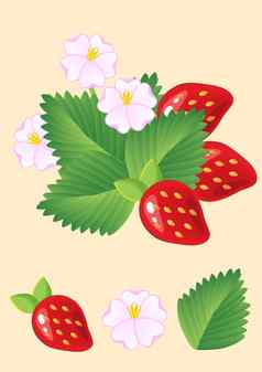 成熟的多汁的红色的草莓孤立的叶子花