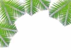 绿色棕榈叶孤立的白色背景