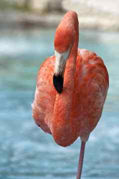 粉红色的火烈鸟