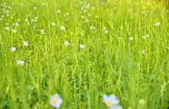 美丽的春天绿色草地白色花朵花春天背景概念