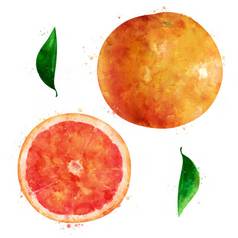葡萄柚白色背景水彩插图