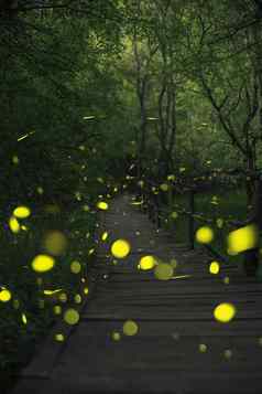 萤火虫仙女森林木桥森林ropotamo保加利亚