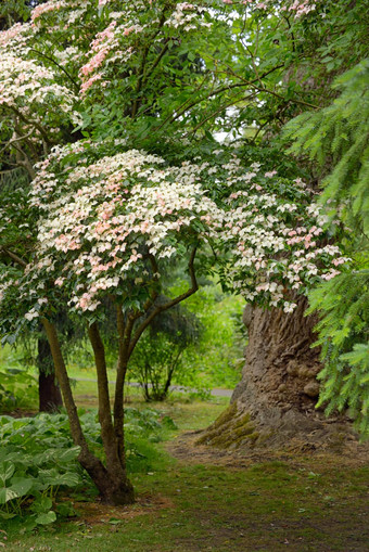 朝鲜文山<strong>茱萸</strong>树植物花园