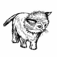 徒手画的草图插图猫小猫