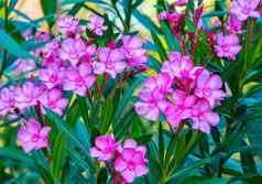 明亮的粉红色的小花瓣花日益增长的高茎unblown味蕾狭窄的新鲜的绿色叶子