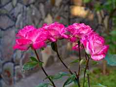 美丽的玫瑰花精致的粉红色的白色花瓣点缀花束作文
