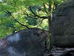 巨大的石头巨石杂草丛生的莫斯高落叶树