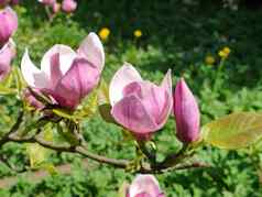 美丽的粉红色的木兰花分支欣赏眼睛早期春天