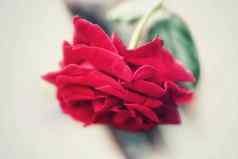 花植物区系玫瑰可爱的植物区系