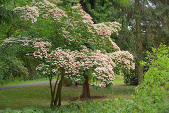 朝鲜文山<strong>茱萸</strong>树植物花园都柏林