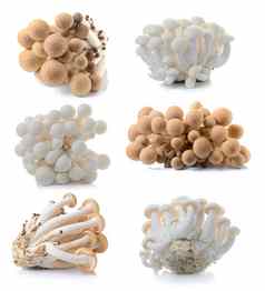 棕色（的）山毛榉蘑菇白色蘑菇孤立的白色后台
