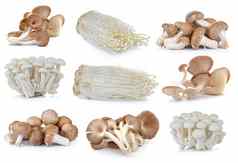 香菇蘑菇Enoki蘑菇白色山毛榉蘑菇生蚝
