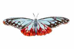 美丽的蝴蝶孤立的白色背景现实的手画插图昆虫集合