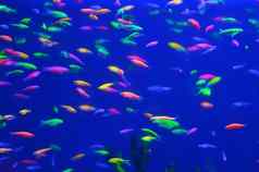小色彩斑斓的充满活力的鱼游泳混乱的