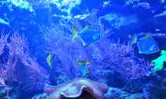 银鱼浮动石头珊瑚