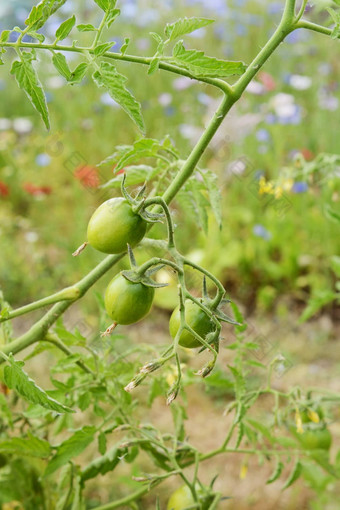 绿色西红柿种植警戒线番茄植物