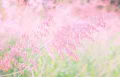粉红色的花melinis笔纹理背景