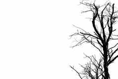 轮廓死树孤立的白色背景可怕的死亡复制空间文本绝望的绝望和平概念