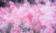 粉红色的花melinis笔散景背景情人节一天