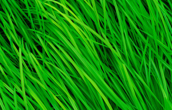 绿色草长叶子自然绿色茎草纹理背景有机健康的背景背景有机化妆品产品
