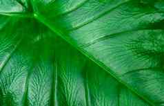 特写镜头细节绿色叶子背景有机自然化妆品产品自然概念热带叶绿色纹理生态背景美丽的模式好的叶